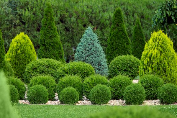 Cost of Shrub Shaping in Columbia