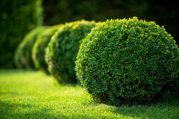 Cost of Bush Pruning in Columbia