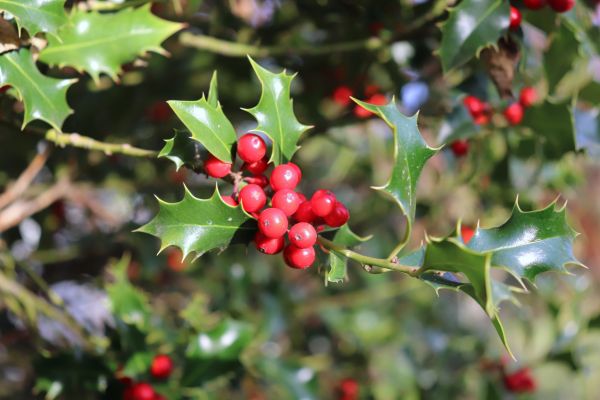 Cost of Holly Tree Trimming in Columbia