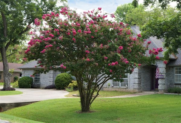Cost of Crepe Myrtle Trimming in Columbia