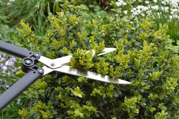 Cost of Boxwood Trimming in Columbia