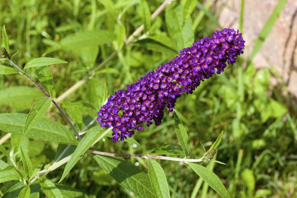Cost of Butterfly Bush Pruning in Columbia
